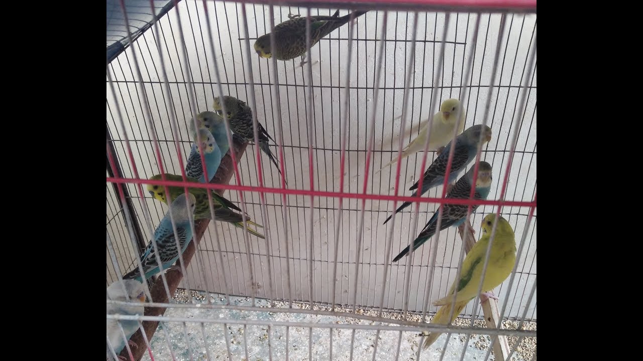 Budgies Parrots ke Patho ki jaldi breed kaise karwaen in Urdu/Hindi.