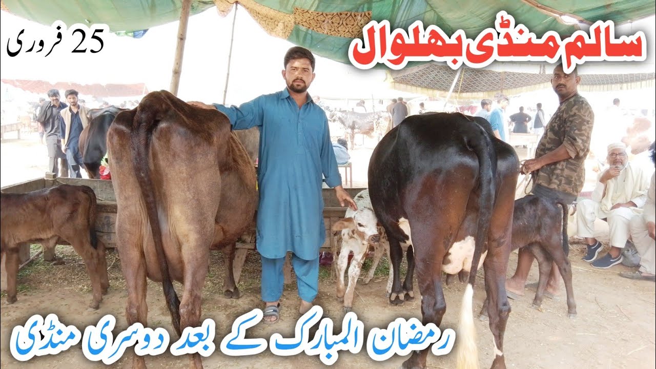Salam Cow Mandi Pure Jarsey Cow Australian Fresian Jarsey Fresian cross breed cows ! Ali Best 