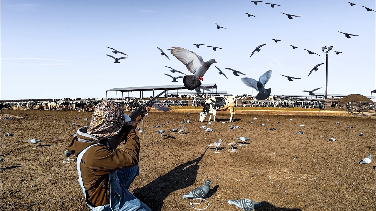 WE GOT A BAND PIGEON HUNTING A DAIRY! 100+ BIRDS
