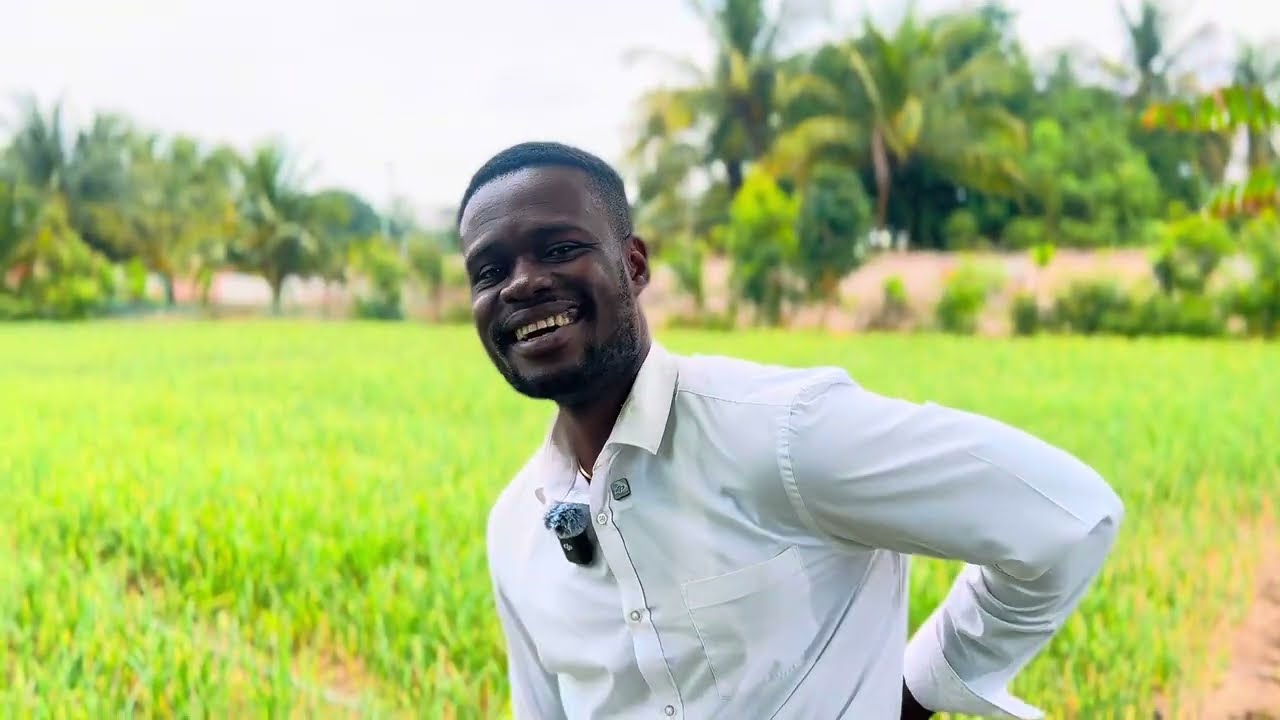 Onion Farming in Ghana: How to Stay Profitable Step by Step (No Market Women Involved)