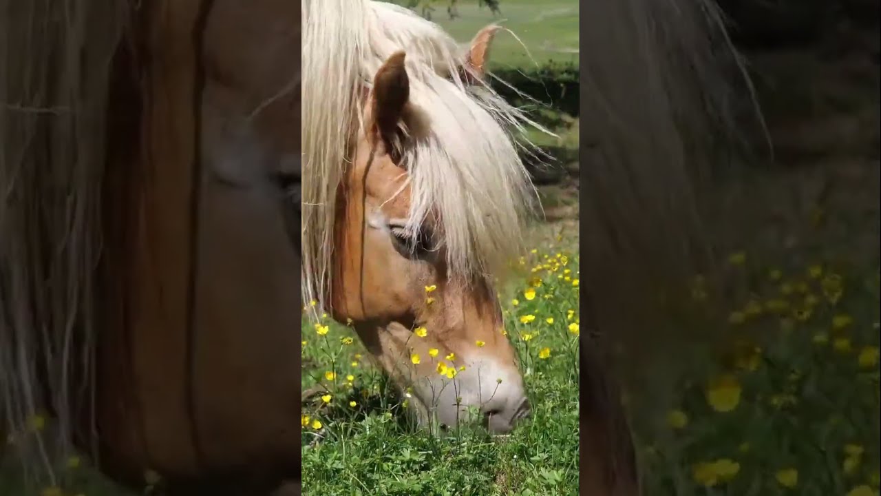 Beautiful Horse || miracle of natural || Wow