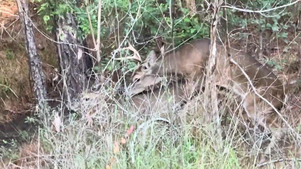 Buck breeding a doe in September?!