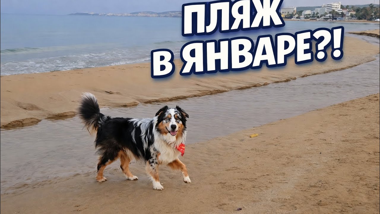 Пляж в январе в Турции 🌊 Гуляем с Яшей в Авсалларе