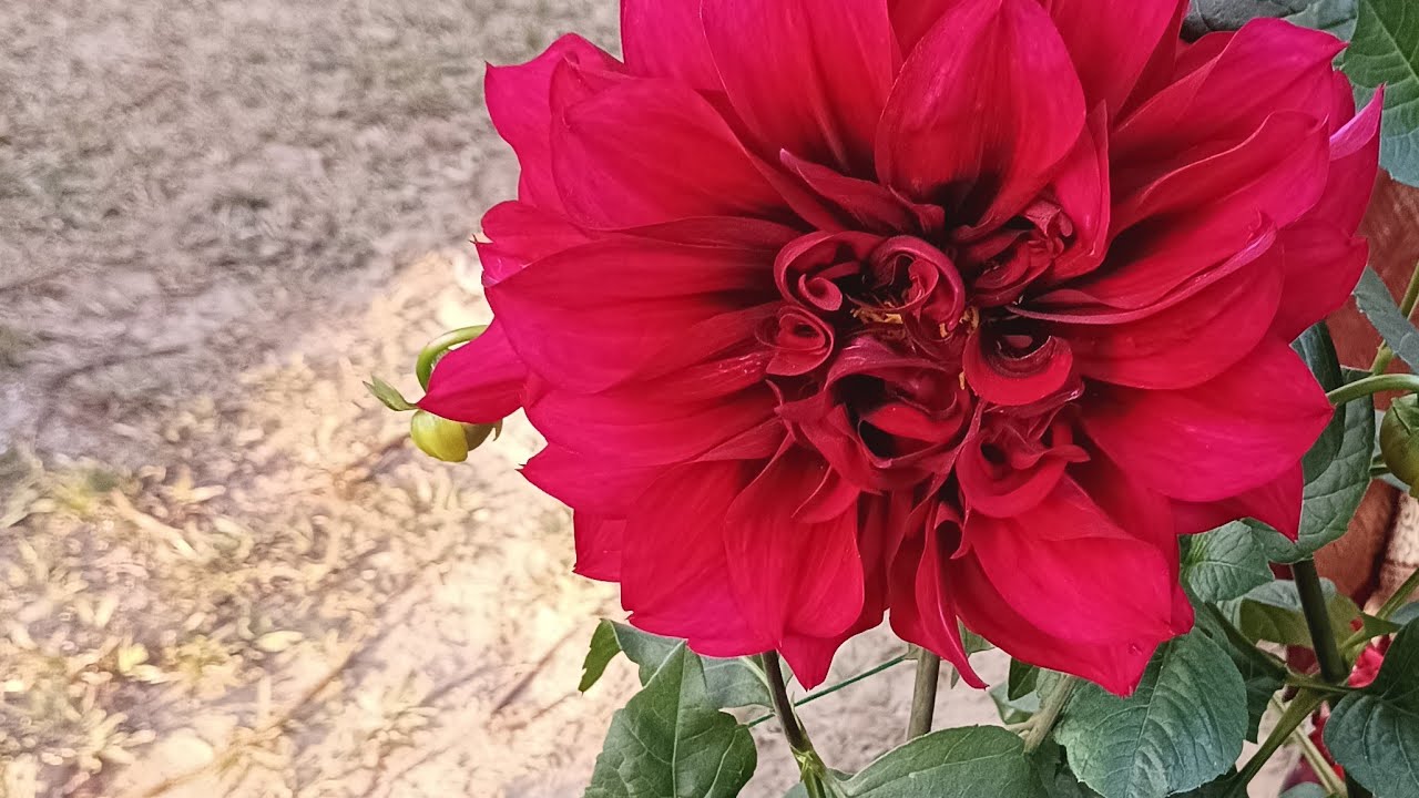 চলে এলাম বন্ধুরা তোমাদের সাথে গল্প করতে
