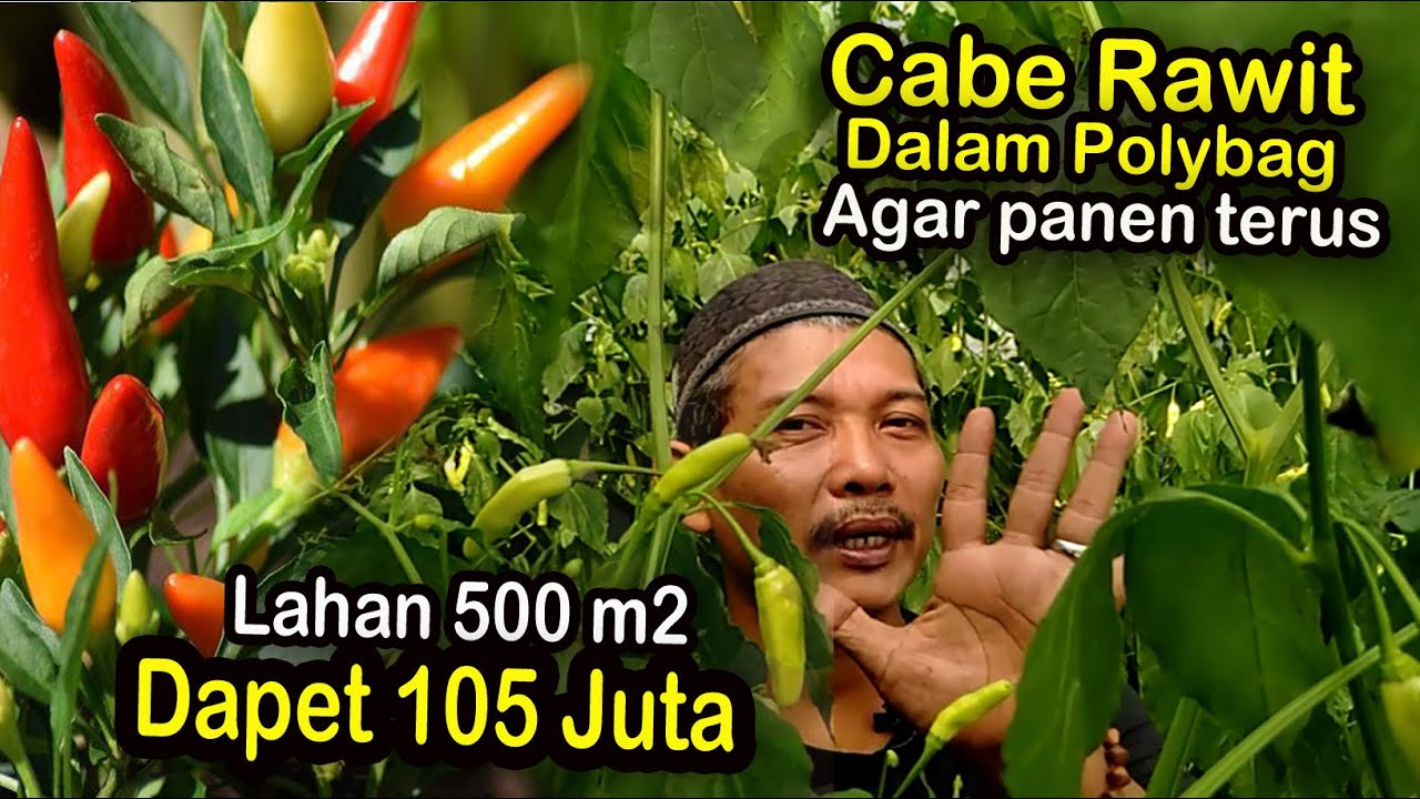menanam cabe dalam polybag green house berbuah lebat