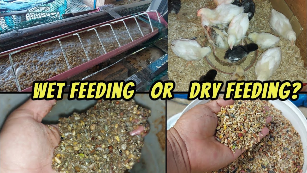Ano ang magandang paraan  sa pagpapakain ng mano wet feeding o dryfeeding?