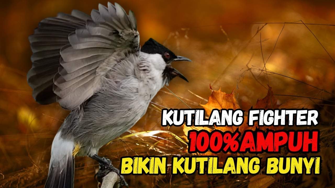 Hitungan Detik Kutilang Auto Respon Bunyi Gacor