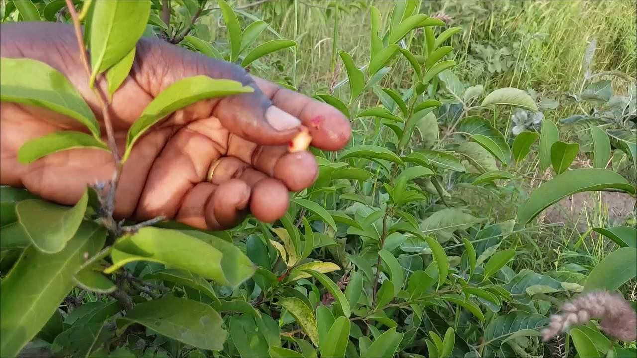 ASMA   Ximenia americana AS 42