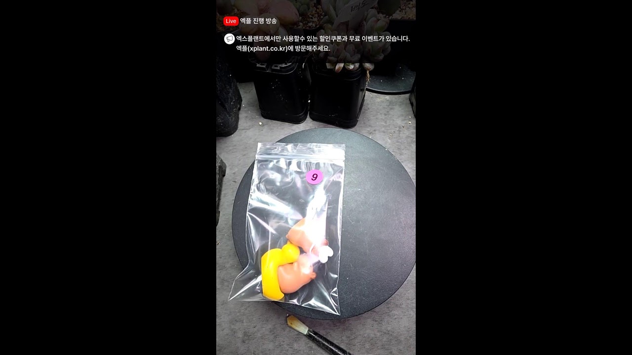 정인다육 라이브 - #다육판매영상 #다육판매방 #다육판매하는곳 #다육이 #다육이를부탁해 #다육이판매영상 #다육이라이브 #다육이화분 #선인장 #코덱스 #코노피튬
