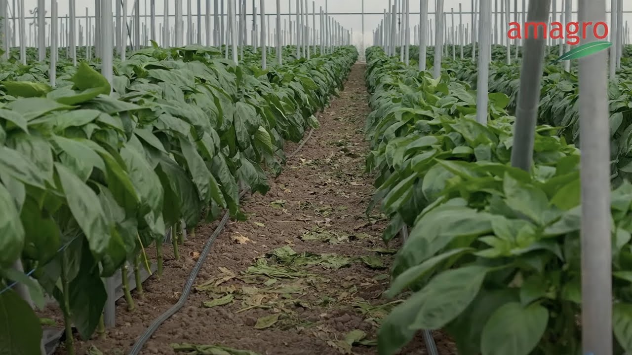 Jak poprawić zawiązywanie owoców papryki? Kluczowe składniki i zalecenia