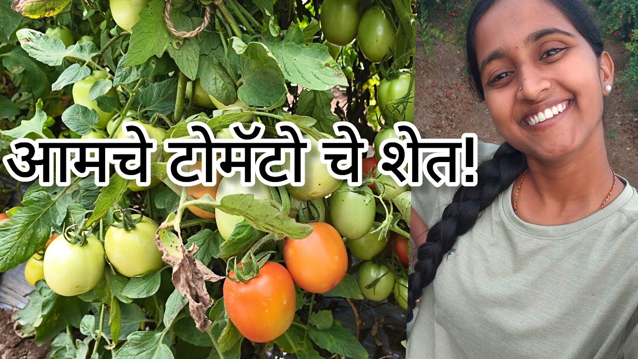 टॉमेटो तोडणी आणि पॅकिंग!🍅🌿 आमची शेती 