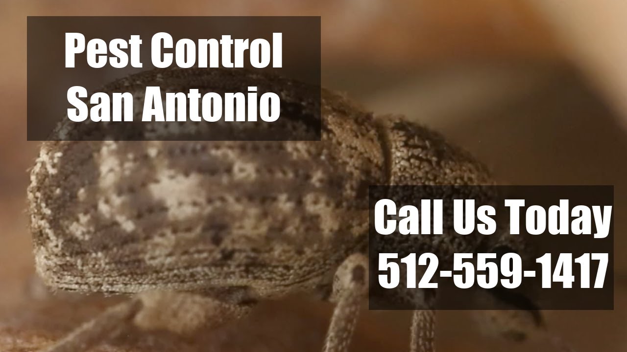 Pest Control In San Antonio Texas - Residential Emergency Exterminators Termite & Bed Bug Treatments