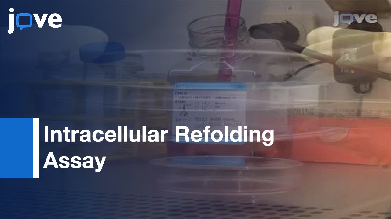 Intracellular Refolding Assay l Protocol Preview