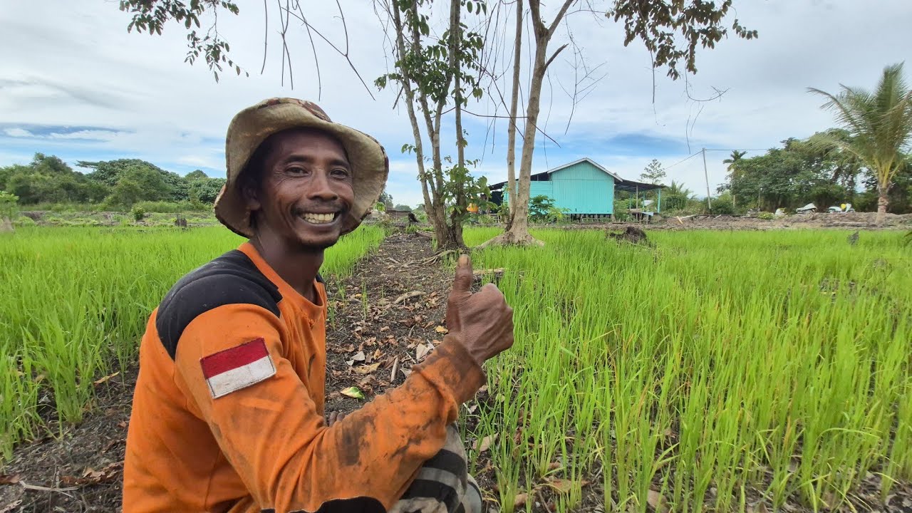 PADI & SAYURAN MENGHIJAU DARI LAHAN PAK WANI, PERANTAU MANDIRI, LOKASI TRANSMIGRASI KALIMANTAN UTARA