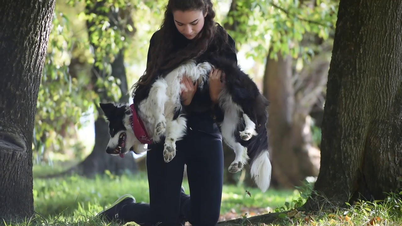 Amazing dog tricks by border collie Lena