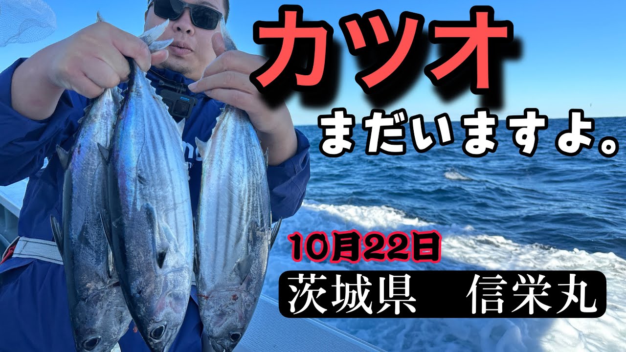 10月までまだカツオ君が待ってます。茨城県波崎　信栄丸カツオマグロ船 2023.10.22釣果速報
