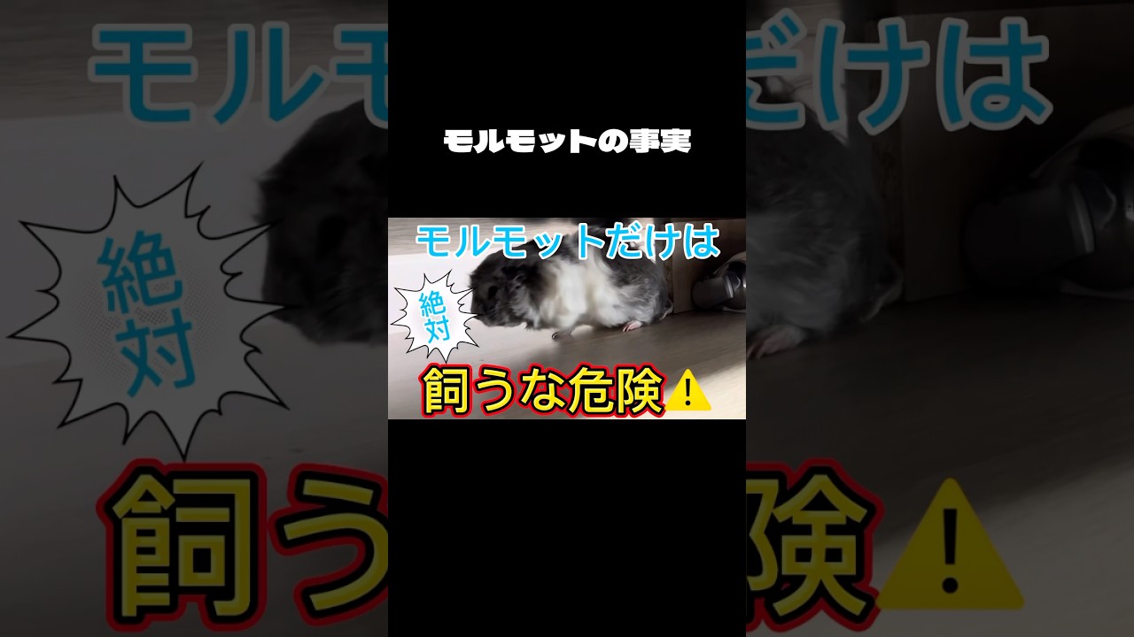 モルモット飼うな #モルモット #癒し #guineapig #かわいい #赤ちゃん #放し飼い #guineapighome