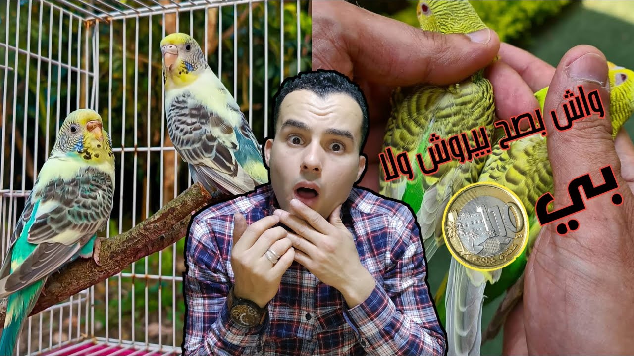 ولينا كنسمعو شي أتمنة ديال الطيور في السوق تحشم حتى دكرها🔥ماهي الاسباب؟وهل هناك حل !