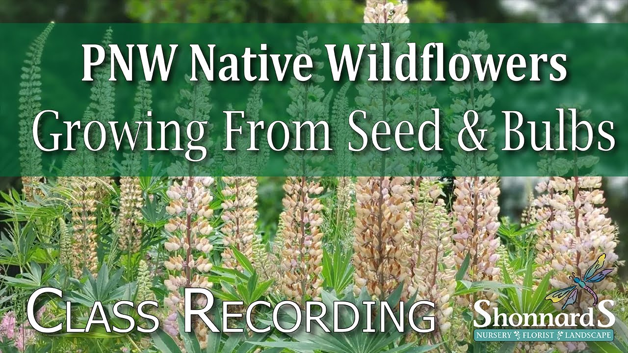 PNW Native Wildflowers from Seed & Bulbs - 2023 Class Recording