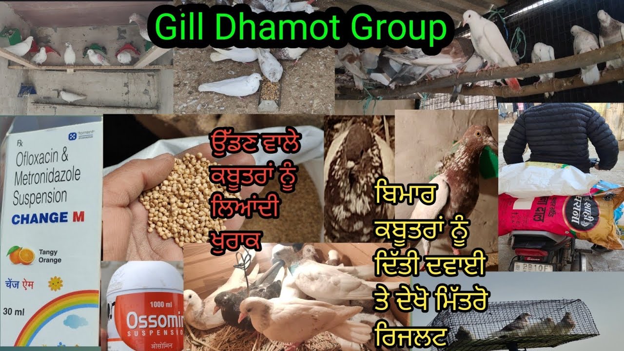 Gill Dhamot Group Vlogs 🕊️🕊️❣️