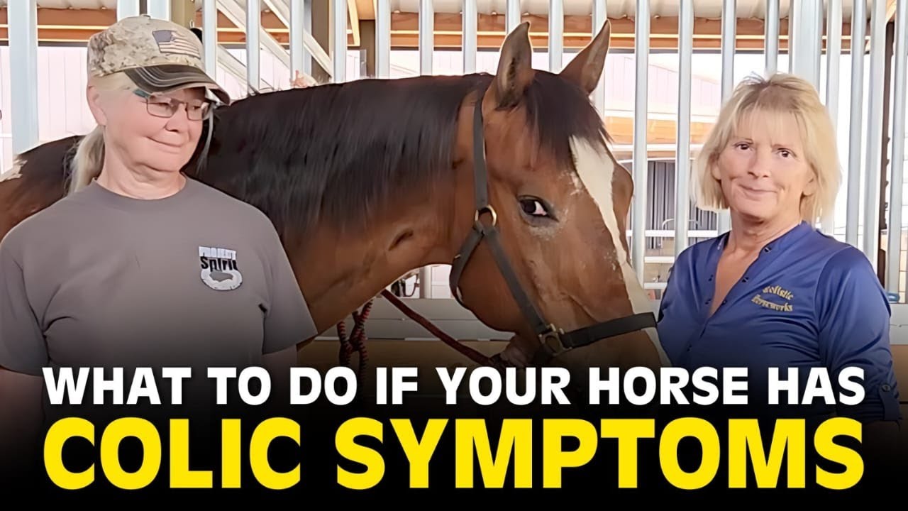 Equine Colic: How to Recognize It and Help Your Horse || Holistic Horseworks