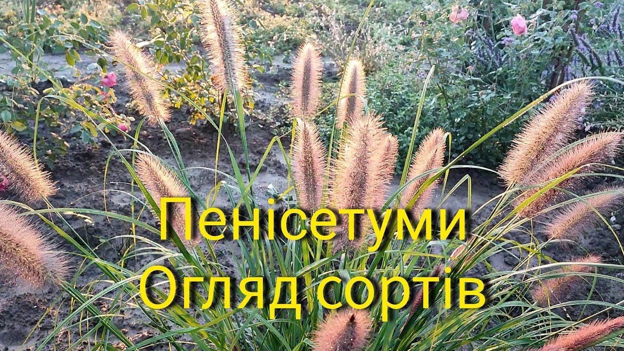 Пенісетуми в саду. Огляд сортів