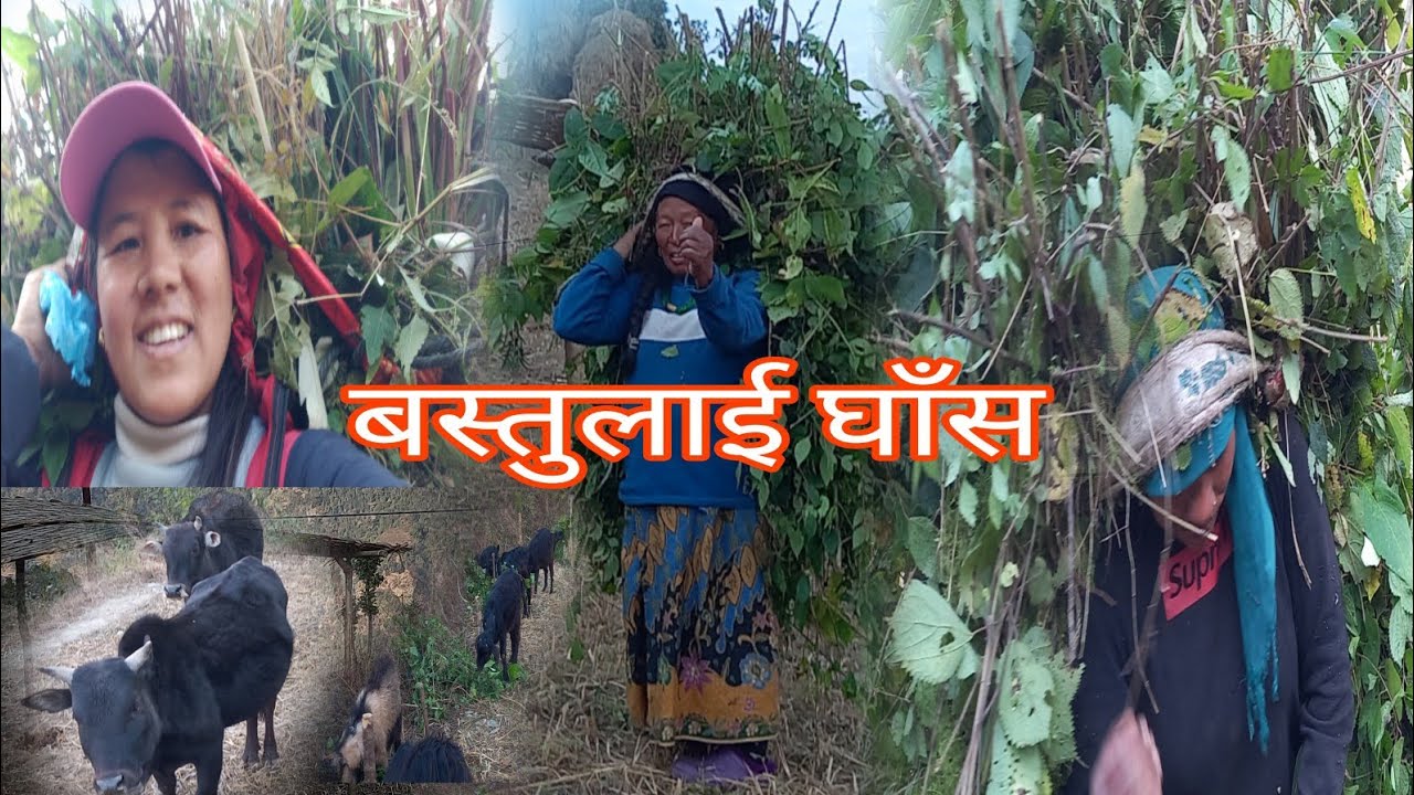 के गर्नु साथीहरू गाउँ-घरमा बसे पछि बस्तुलाई घाँस काट्नै पर्यो।