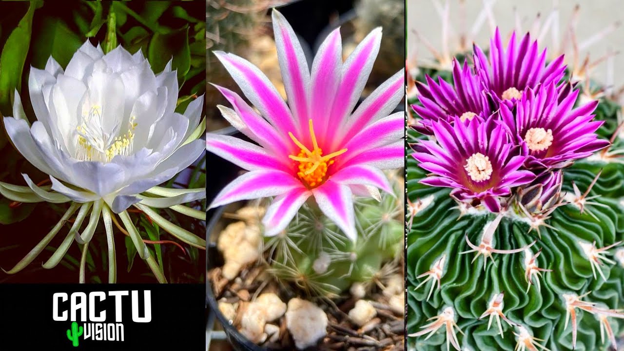 TOP 10 Cactus Con Las Flores Mas Bonitas y Raras Del Mundo