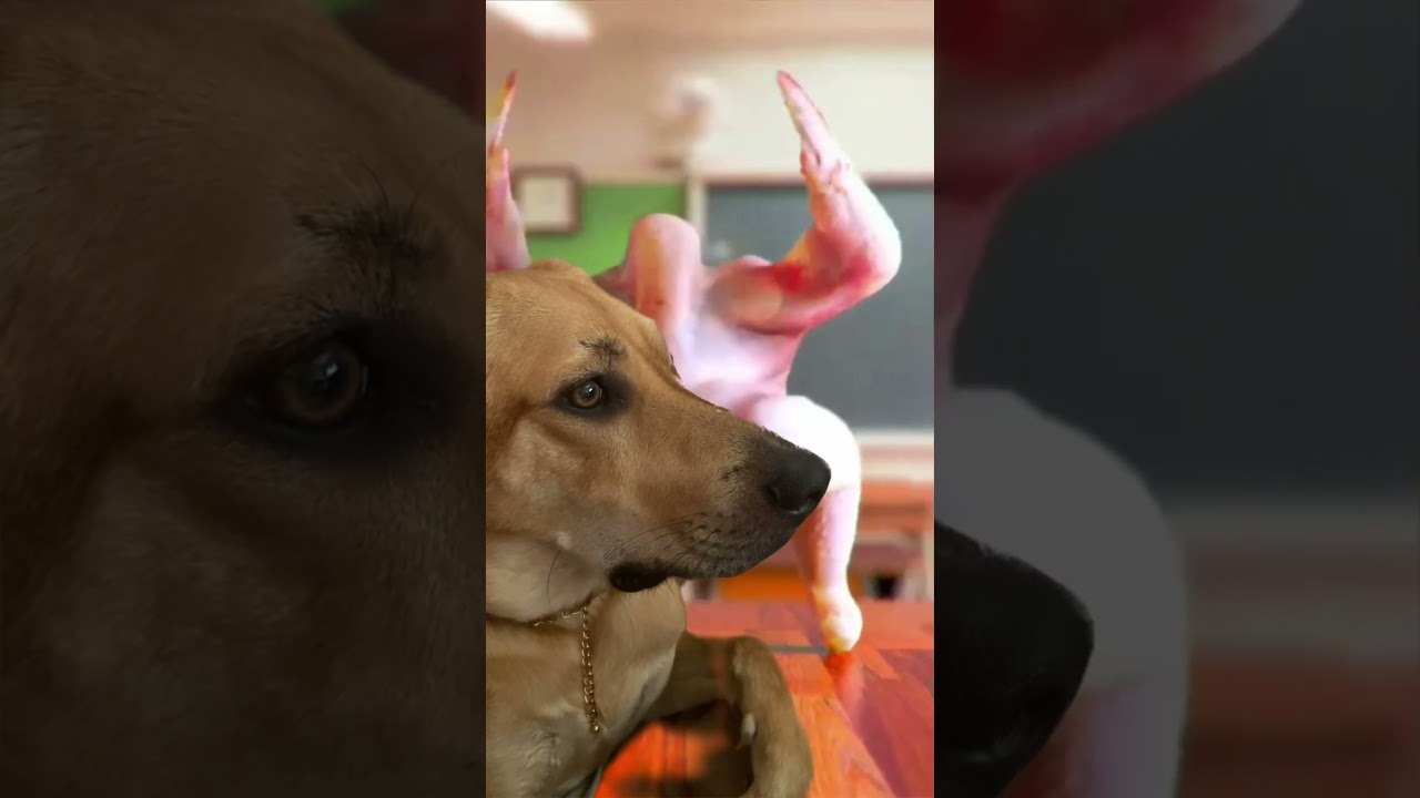 Do you ever wonder what&rsquo;s inside of Toast&rsquo;s head? 🍗🦮