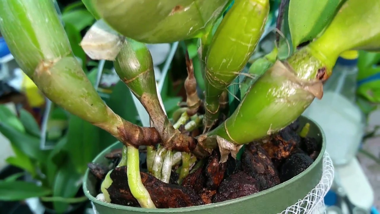 Better-Gro Orchid Haul
