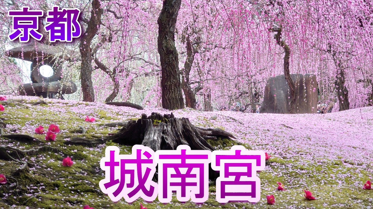 京都・城南宫 垂枝梅花和山茶花的美景