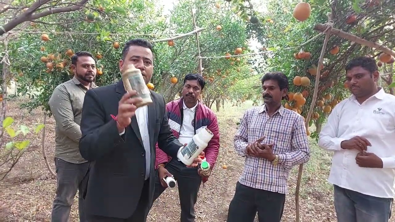 संतरे के बगीचे में JPI के ऑर्गेनिक प्रॉडक्ट का शानदार रिज़ल्ट     नागपुर महाराष्ट्र Mo.8160795163