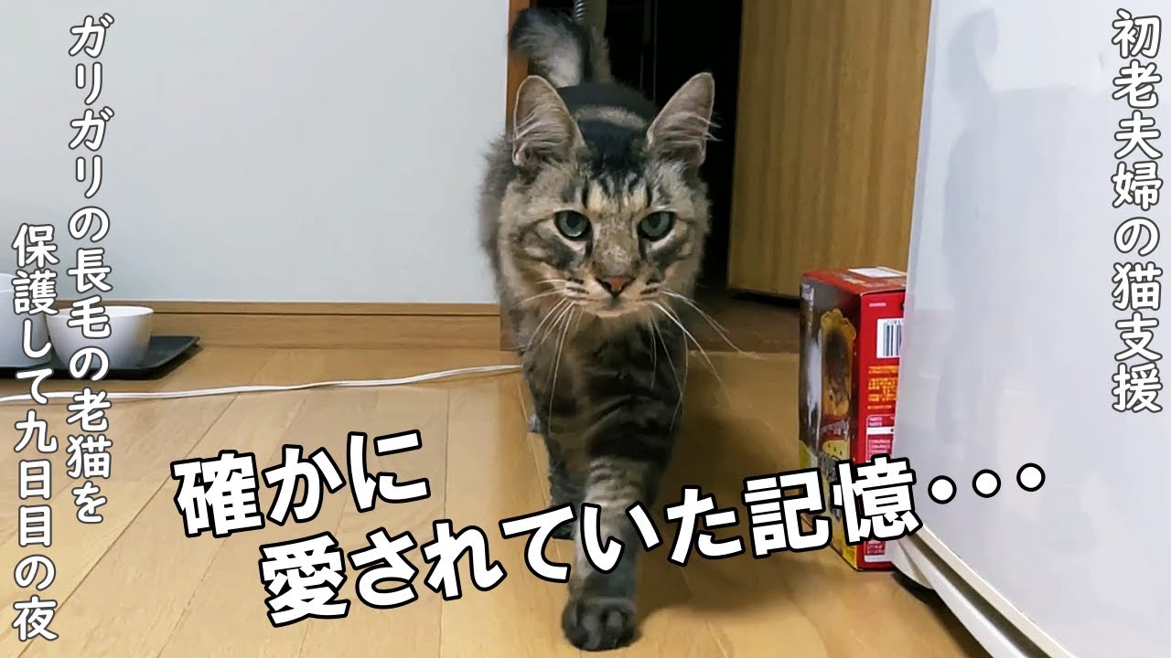 瘦せこけてガリガリの長毛の老猫さんを保護して9日目の夜の、初老夫婦の猫かわいがりに・・・【野良猫支援】