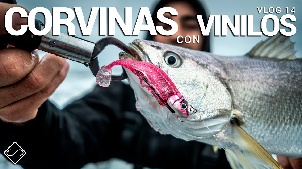 CORVINA 4Kg & CORVINILLAS con VINILO - VLOG 14