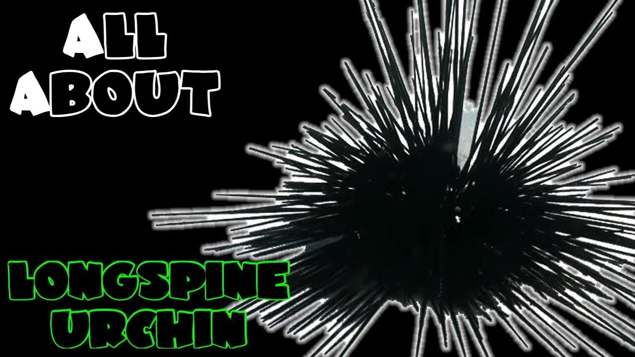 All About The Black Longspine Urchin