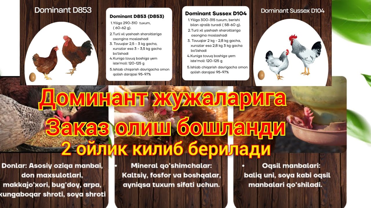 Adlerskiy va loman braun zotlarni davomchisi dominant tovuqlarni jojalariga zakaz olishni boshladik