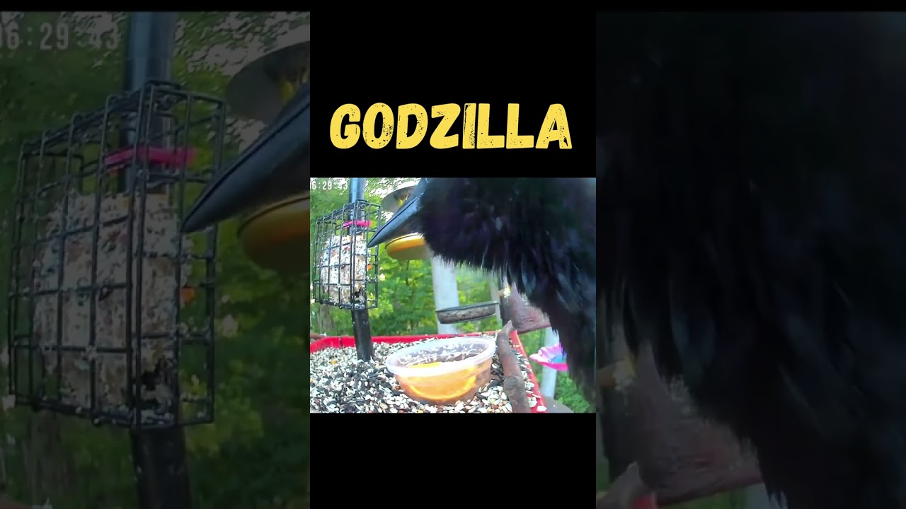 GODZILLA Minus 2 #shorts  #birdbuddy #birdfeed