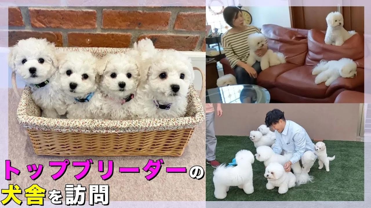 トップブリーダーの犬舎ルームツアー！ドッグショー総なめビション・フリーゼはこうして育った