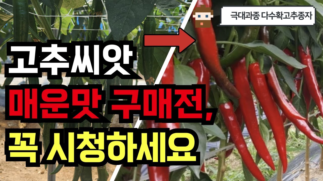 현직 농약사에서 알려주는 고추종자 고르는법, 매운맛고추 구매전에 꼭보세요 딱 세가지만 기억하세요ㅣ#고추품종 #고추씨앗 #고추종자