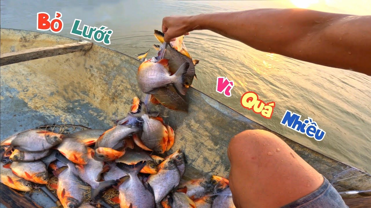 Lần Đầu Tiên Trong Đời Đi Nhấc Lưới Phải Bỏ Dở Vì Cá Quá Nhiều / Quế Nghịch