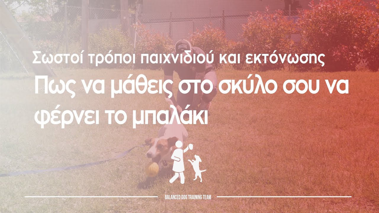 Πώς να μάθεις στο σκύλο σου να φέρνει το μπαλάκι | Σωστοί τρόποι παιχνιδιού και εκτόνωσης