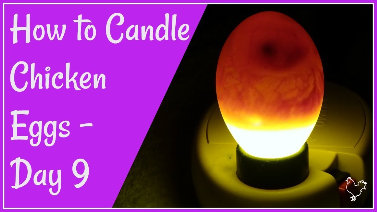 How to Candle Chicken Eggs: Day 9 of Incubation.