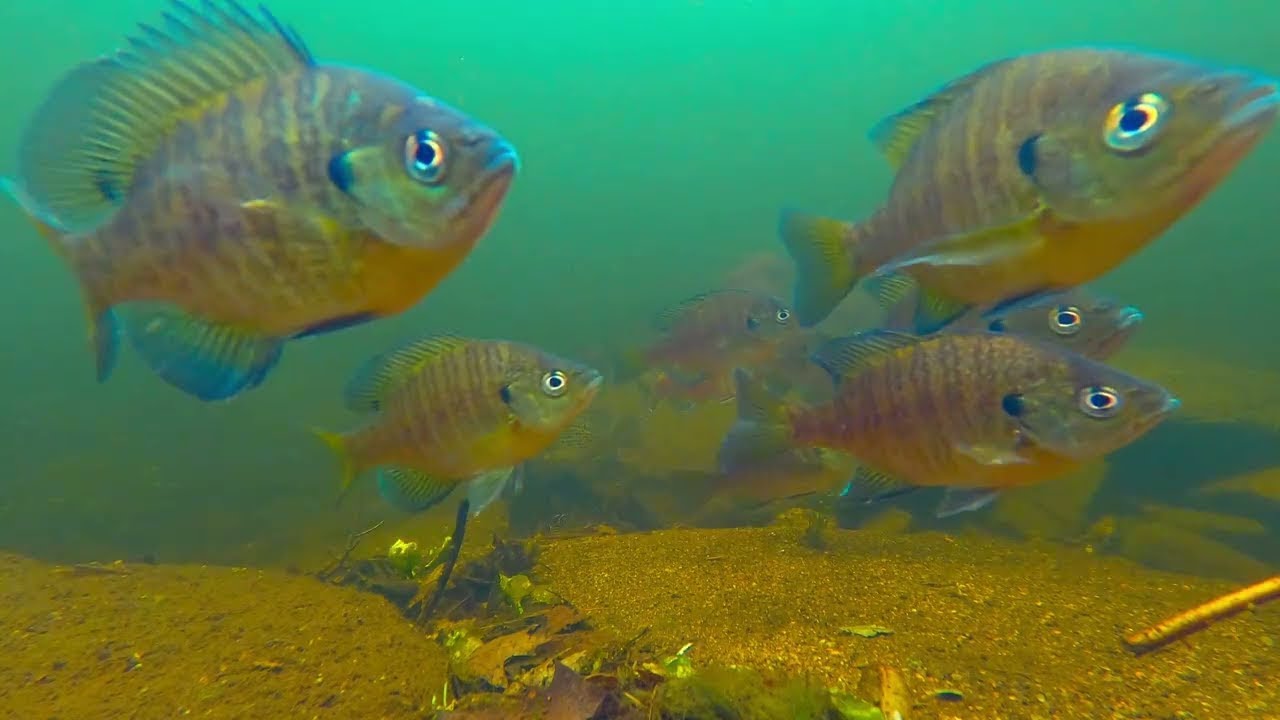 Биомониторинг изнутри: как мы измеряем и защищаем качество воды