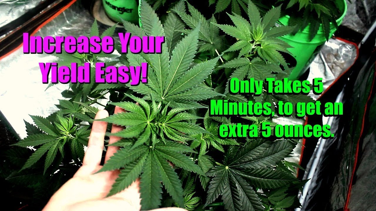 How To Low Stress Training Marijuana Part 2: Two Weeks Later