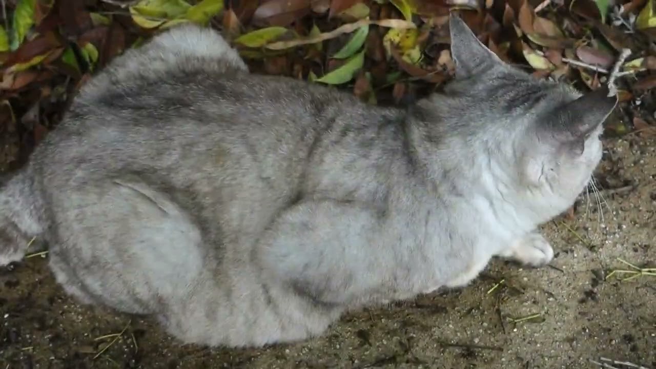 【Cat Video】 meowmeow Happy #cat  #cats  #cute