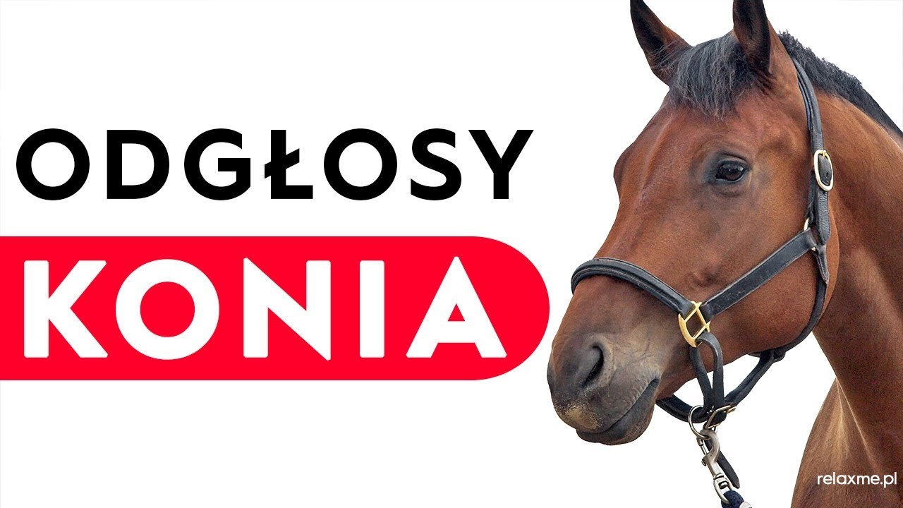 Koń - odgłosy konia