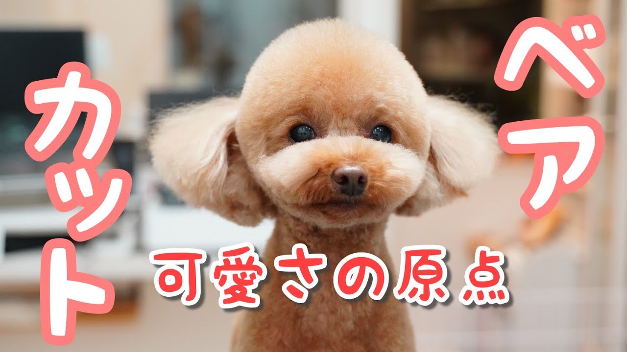プードルちゃんをぬいぐるみにしてみる！今も昔も可愛さ変わらずのベアカット【墨田区両国・台東区蔵前エリアのトリミングサロン　Dog Salon PAPA】　　2020/10/②