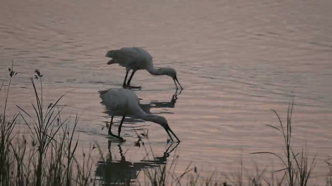 Eurasian Spoonbills foraging in wetlands of Banni Grasslands, Kutch