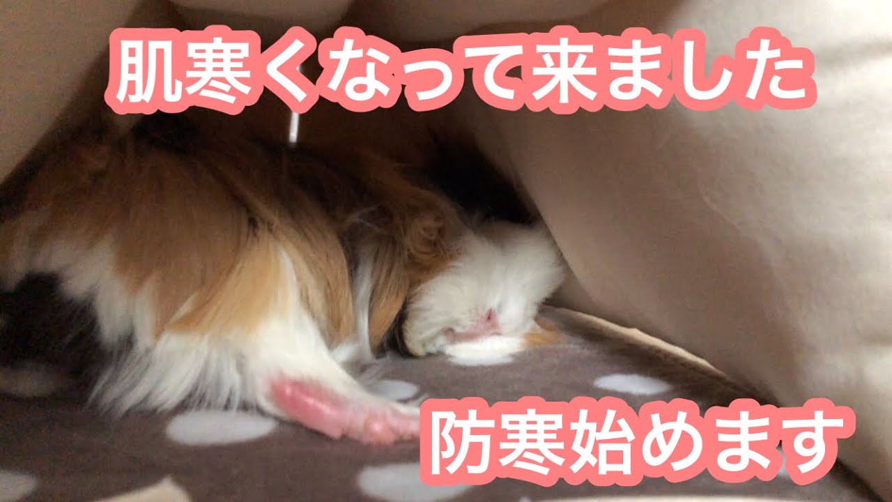 モルモット【ちょっと防寒隠れ家出しました】防寒隠れ家の作り方は、概要欄へ　winter hideaway sleep puipui