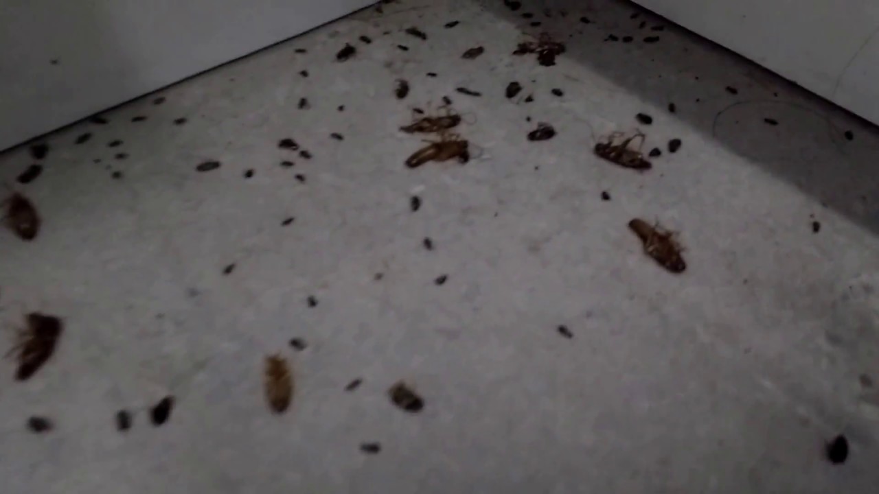 Roach treatment in Toronto apparent see the results.
